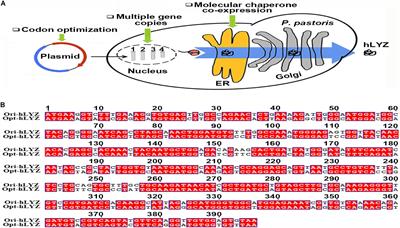 A Combinational Strategy for Effective Heterologous Production of Functional Human Lysozyme in Pichia pastoris